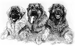 drawing of male Leonberger