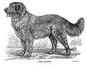 Leonberger Dog and Puppy Information 