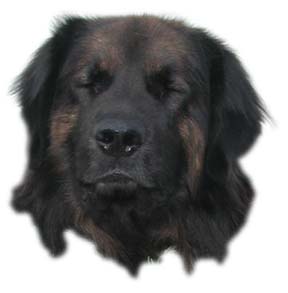 Leonberger Yoshka